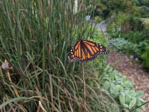 Monarch on Perennial Grass. 